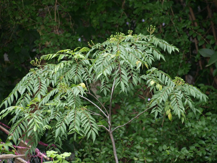 Карри дерево австралии