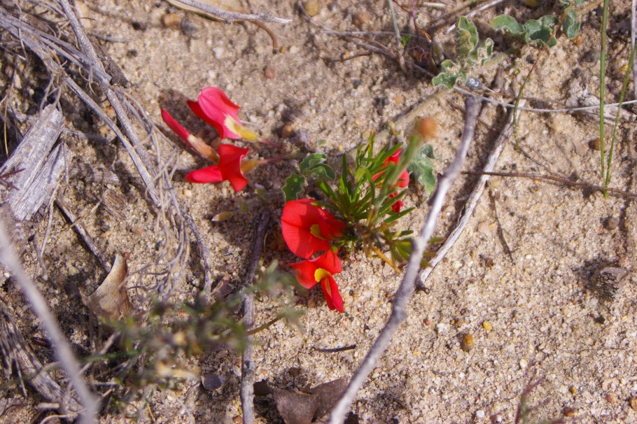 Кеннедия нортклиффская рисунок