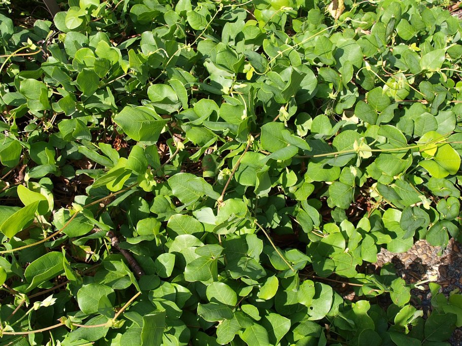 Kennedia macrophylla