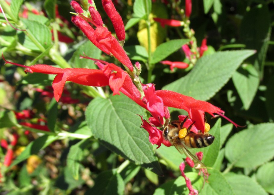 Salvia elegans
