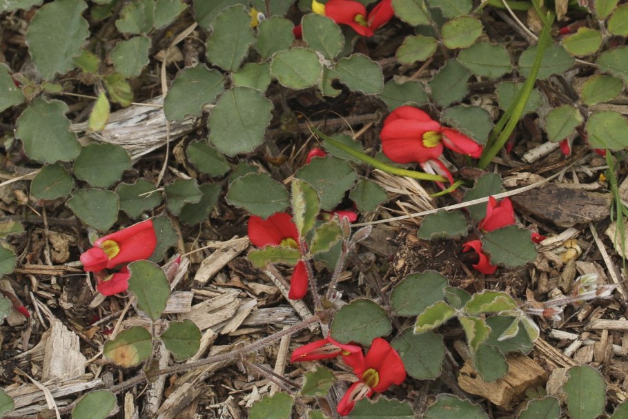 Kennedia nigricans