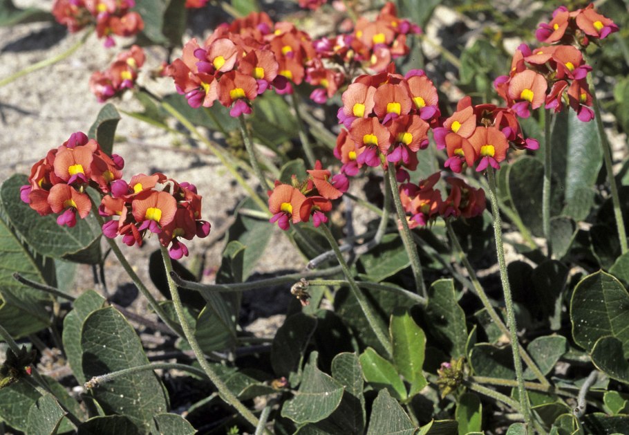 Mirabilis coccinea