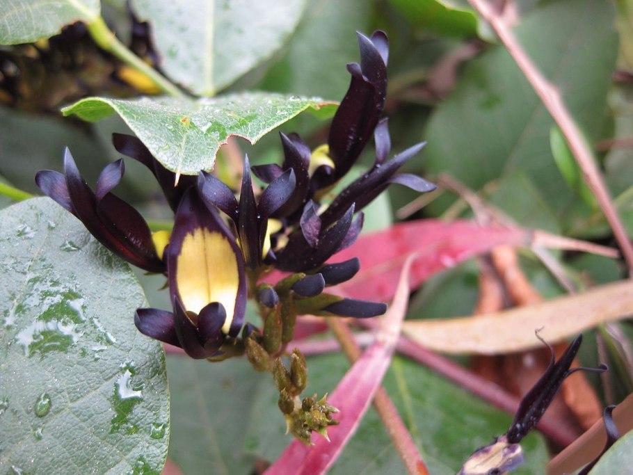 Фото Флоры Драммонд