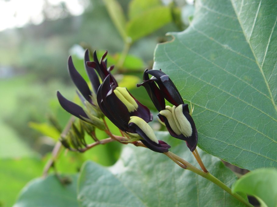 Kennedia nigricans