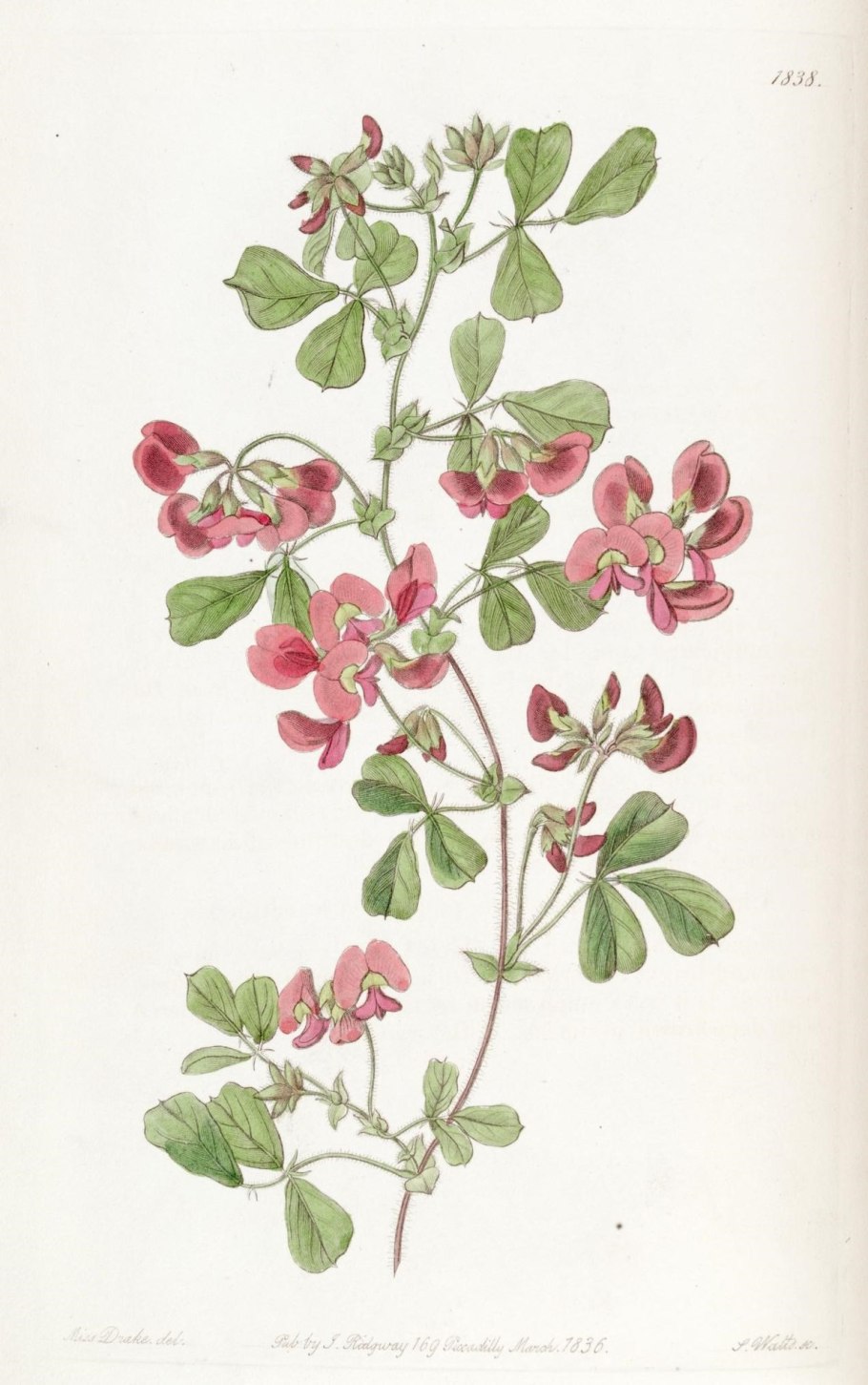 Кеннедия нортклиффская