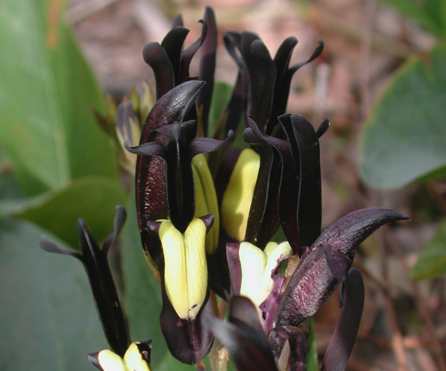 Kennedia beckxiana