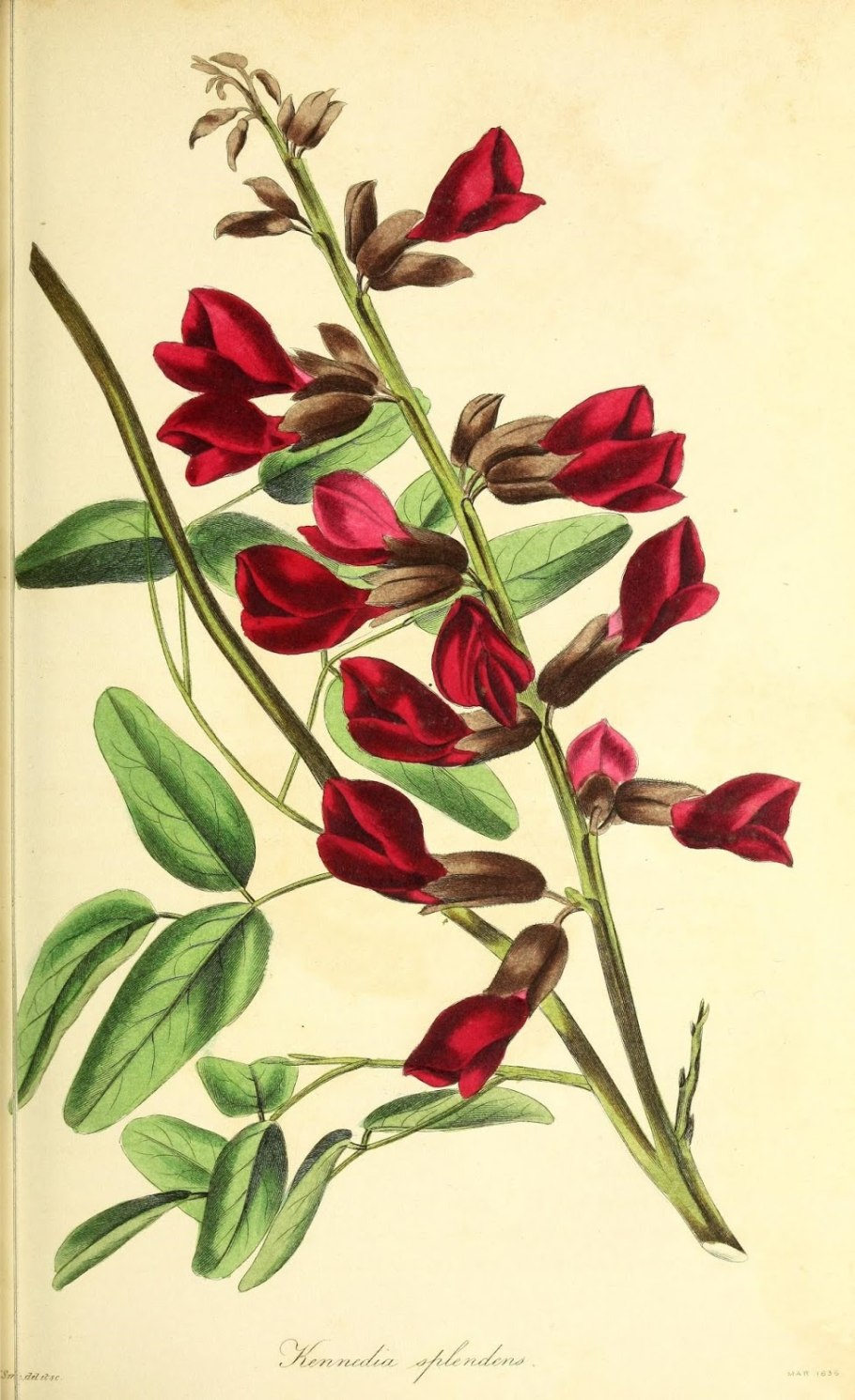 Ботаническая иллюстрация