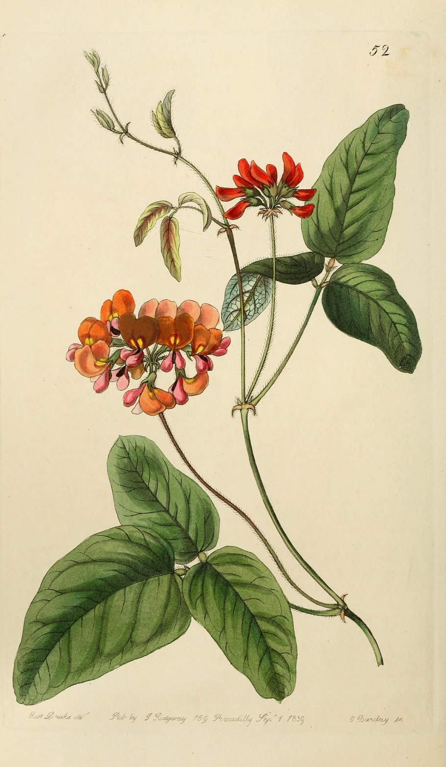 Edwards botanical register