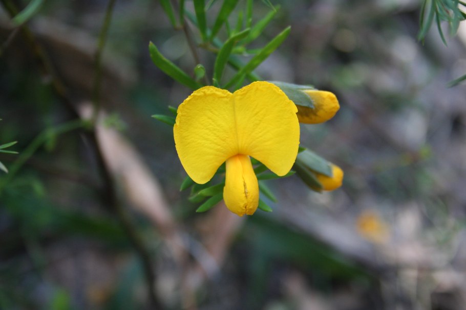 Gompholobium grandiflorum