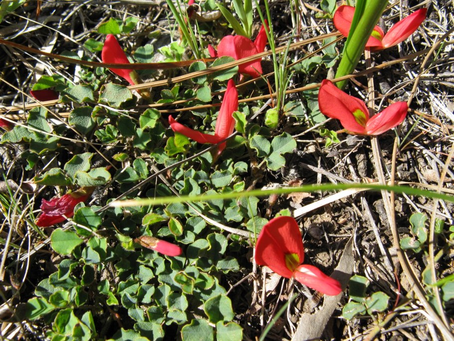 Кеннедия крупнолистная