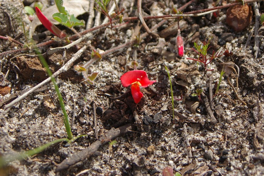 Кеннедия нортклиффская