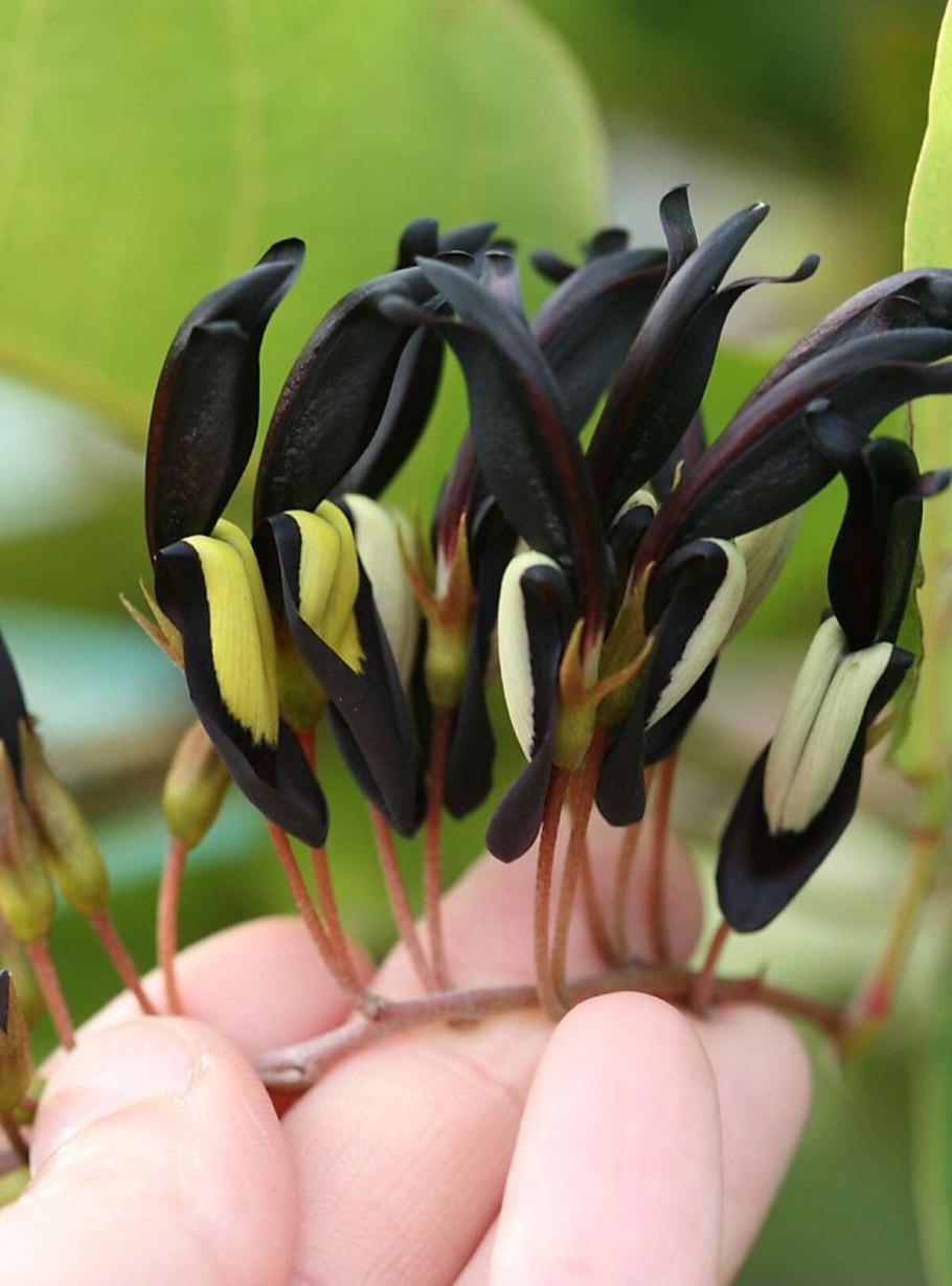 Цветок редкий