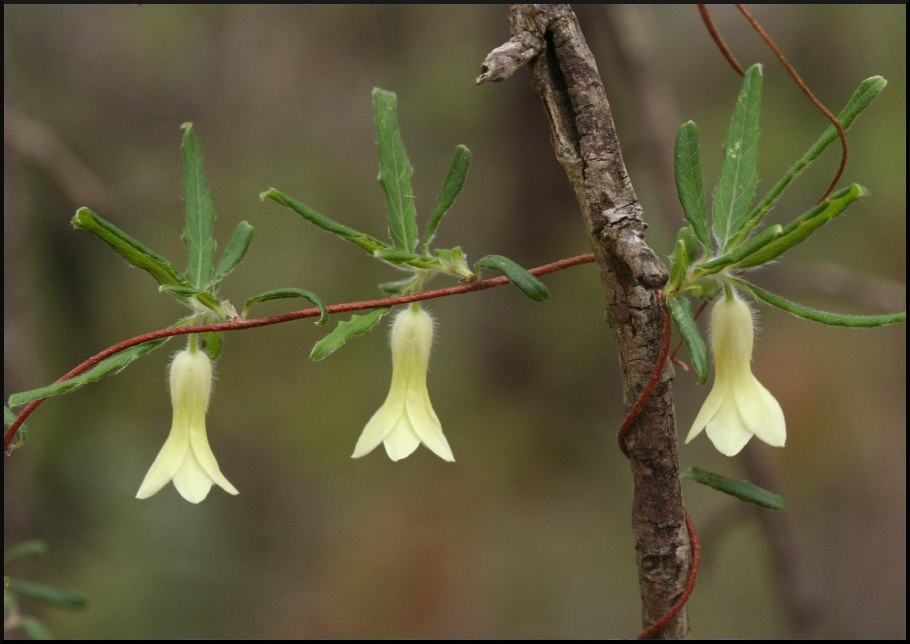 Billardiera scandens