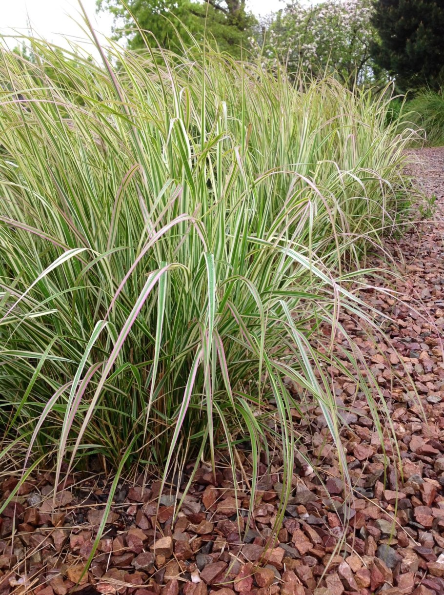 Мискантус variegatus