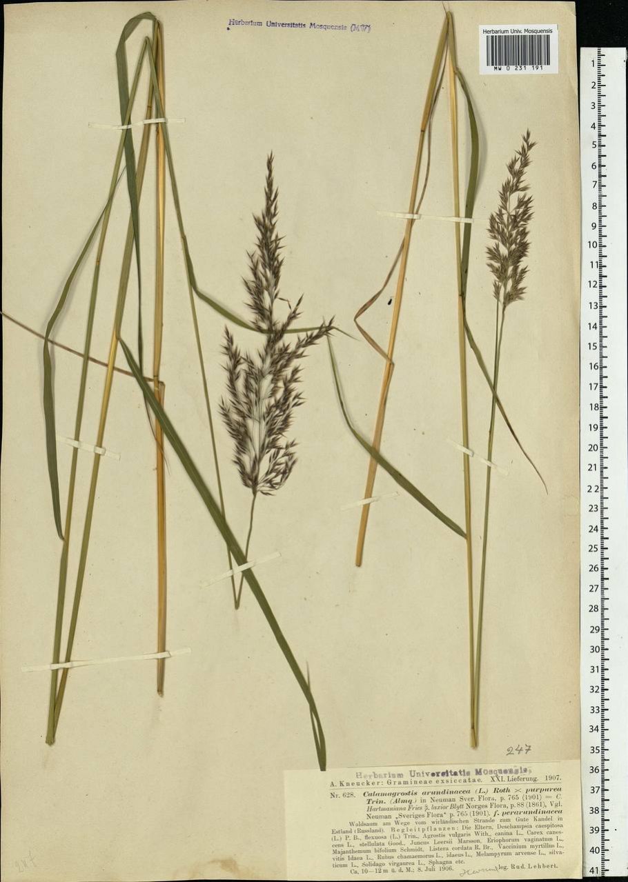 Вейник тростниковый