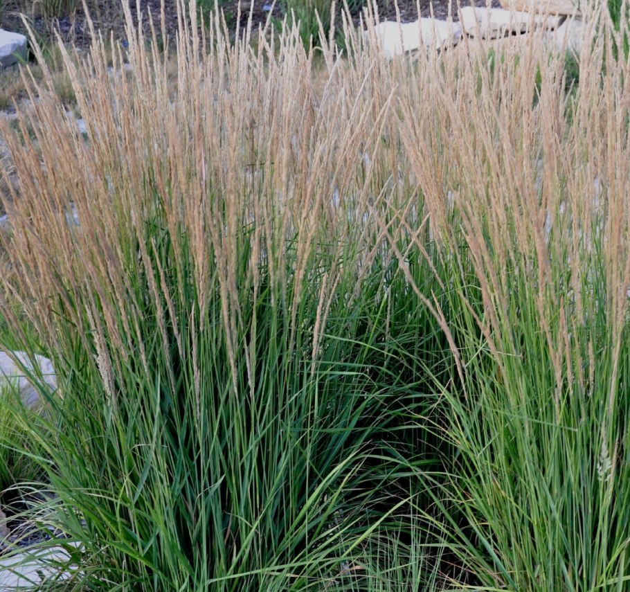 Вейник остроцветковый карл форстер