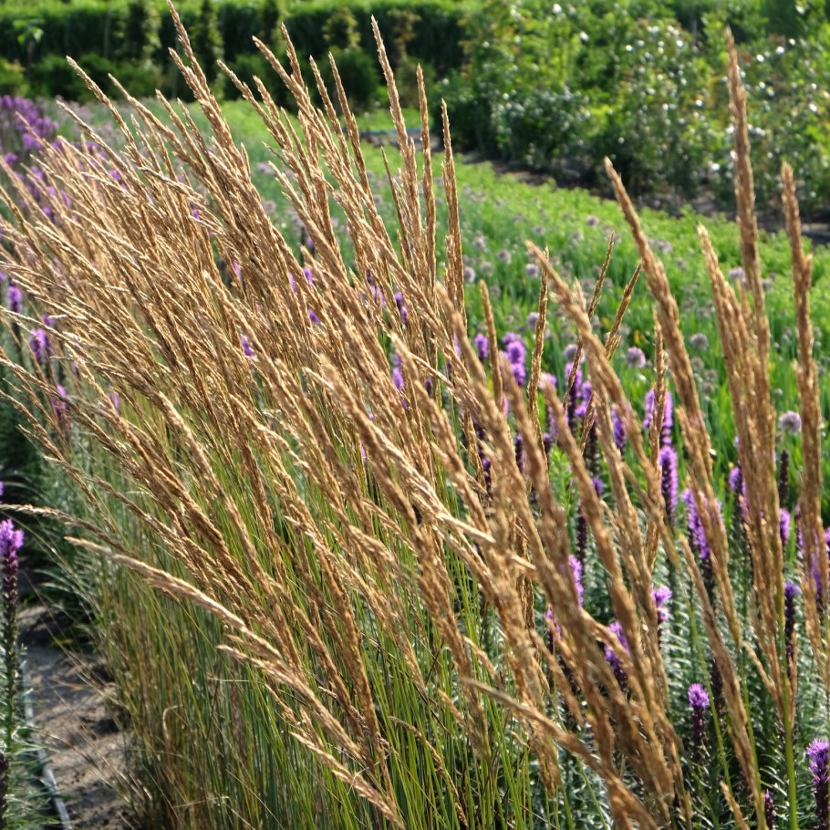 Вейник кавказский сосняк