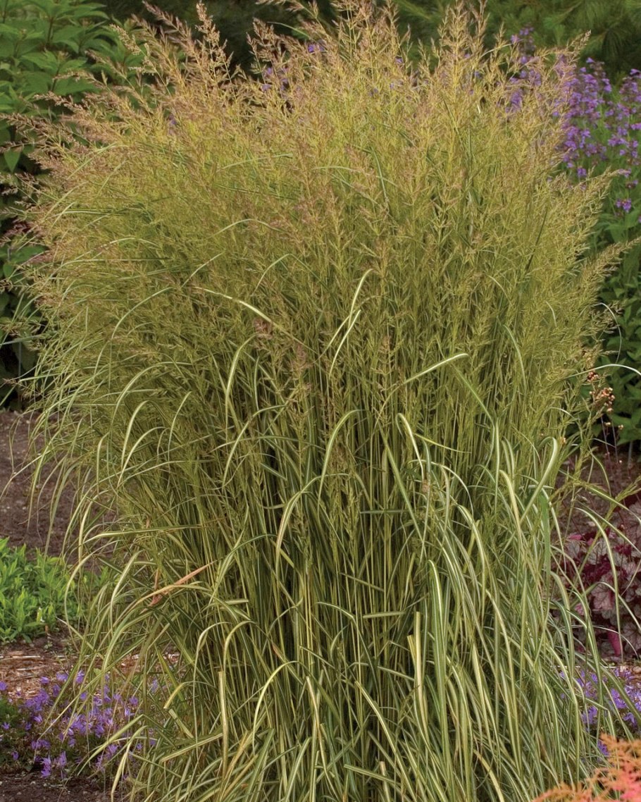 Вейник тростниковидный Calamagrostis arundinacea