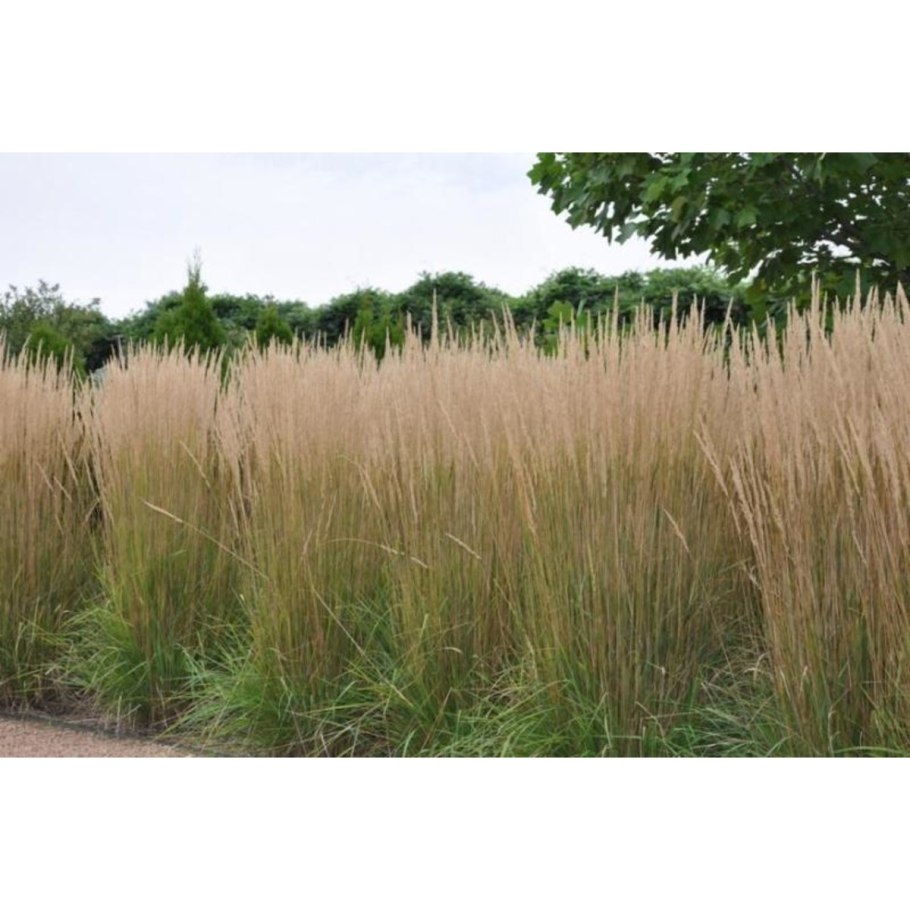 Молиния тростниковая karl foerster