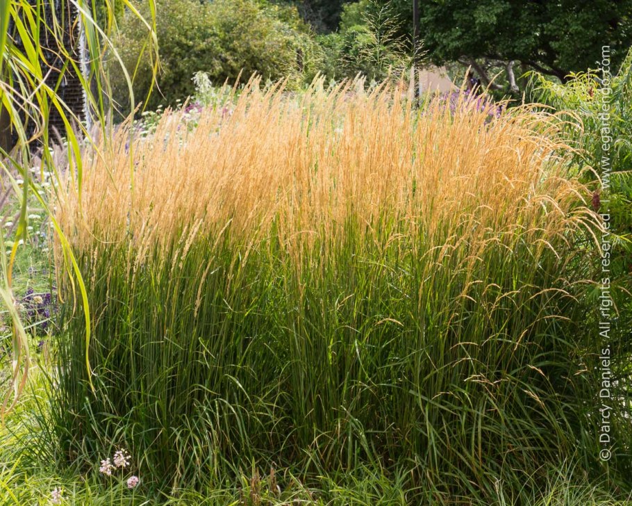 Вейник остроцветковый Инглэнд