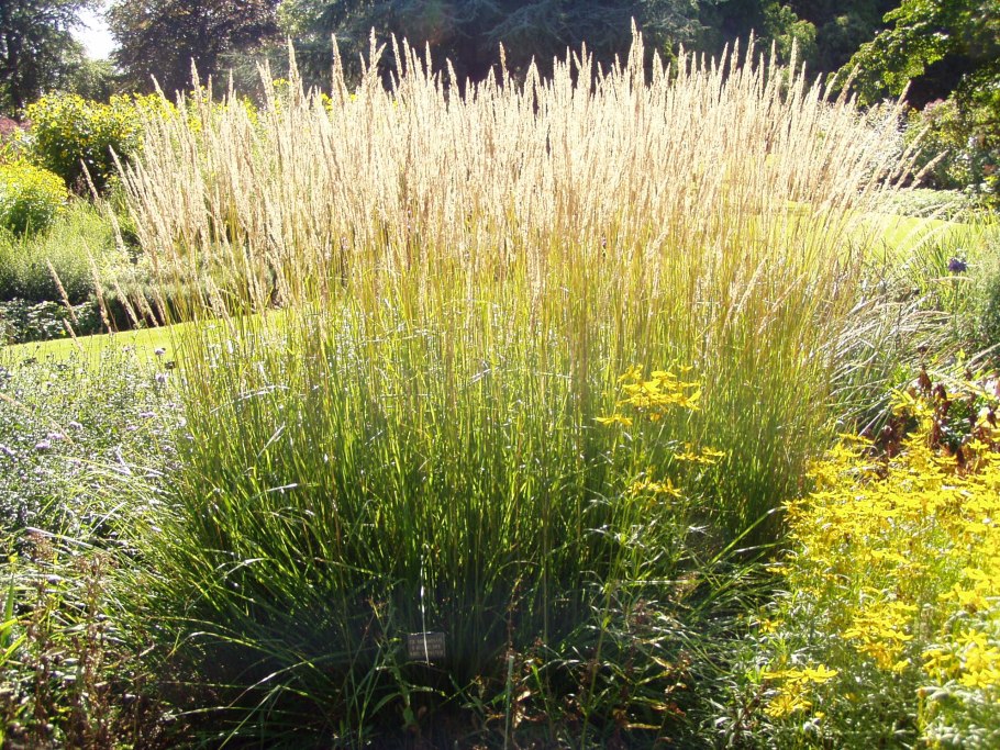 Щучка дернистая deschampsia cespitosa