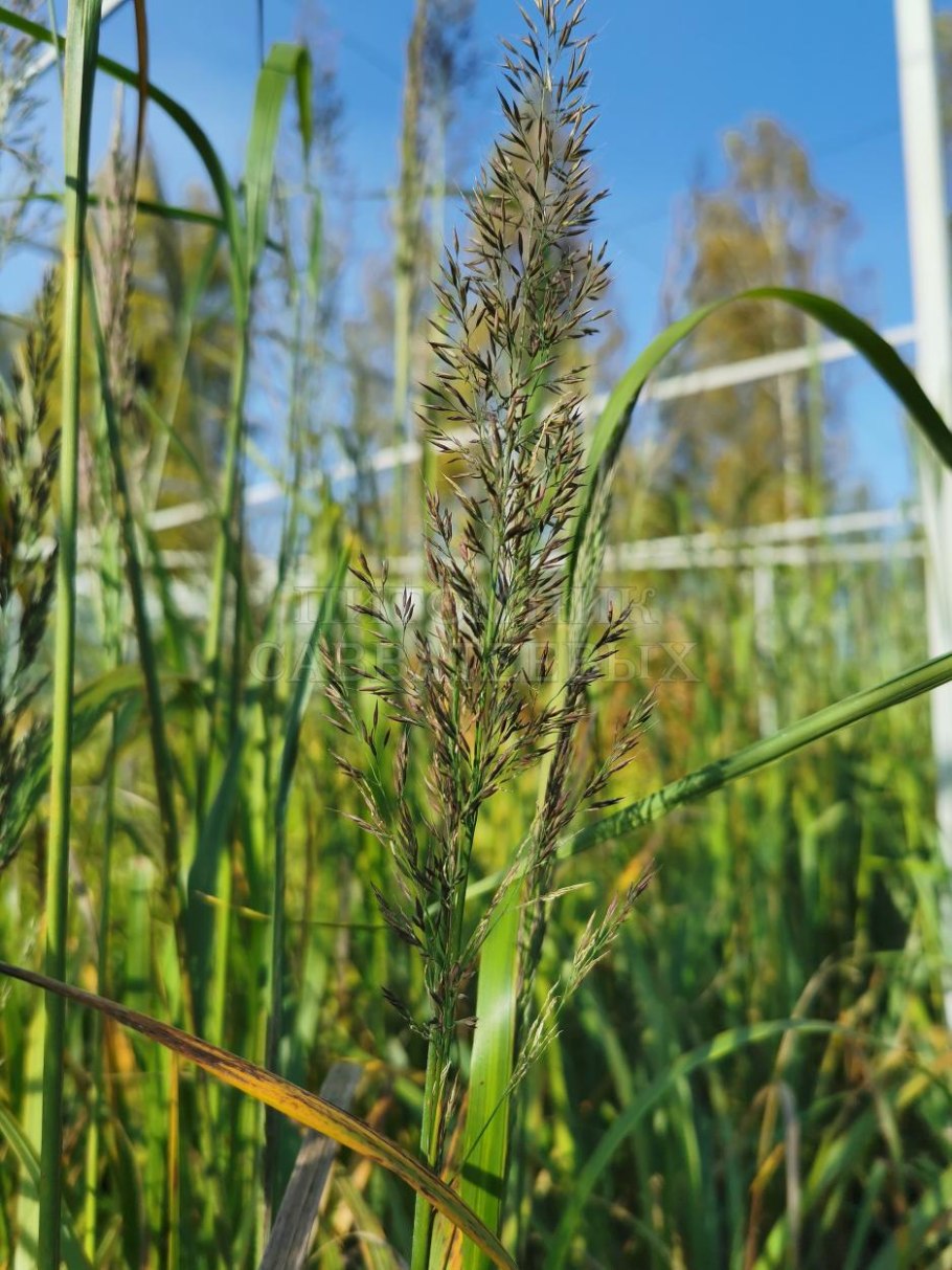 Вейник коротковолосистый