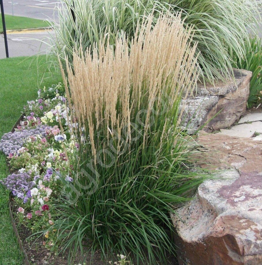 Вейник остроцветковый карл форест