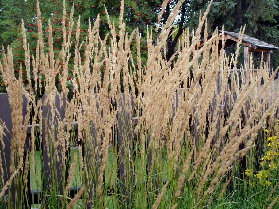Calamagrostis × acutiflora