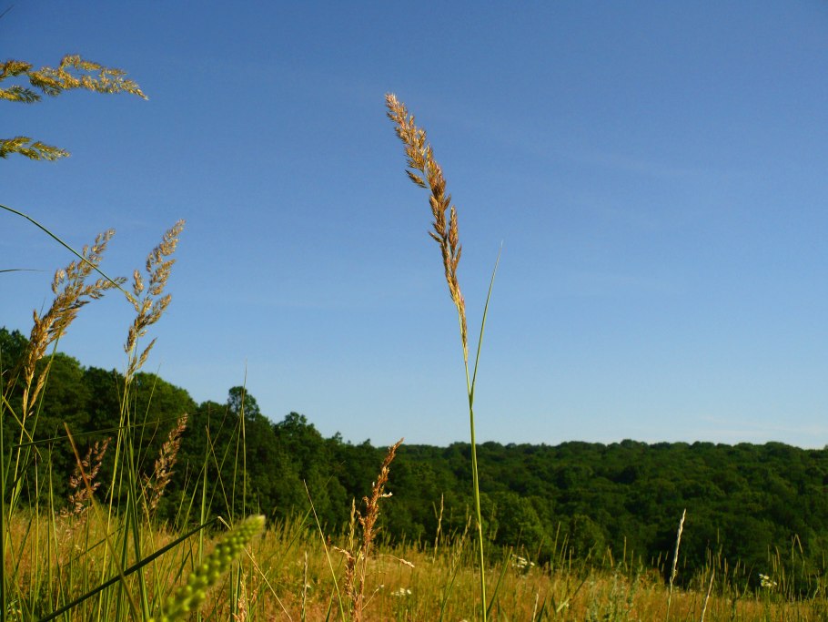 Calamagrostis epigejos