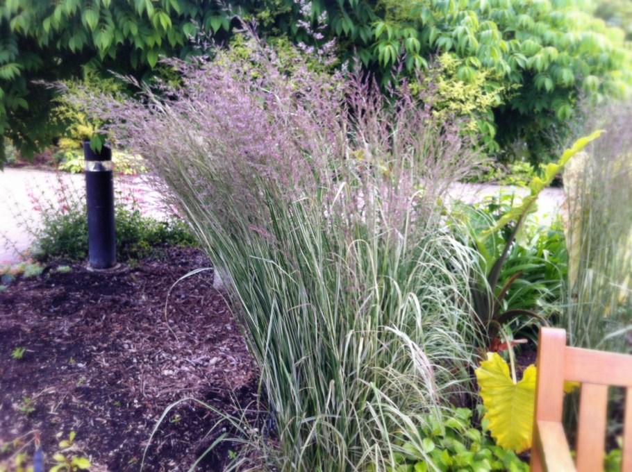 Просо прутьевидное panicum virgatum