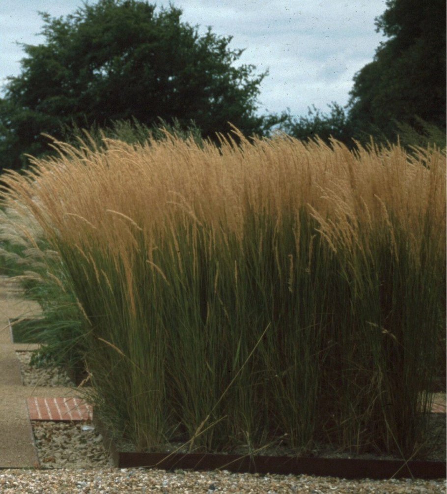 Вейник остроцветковый карл фоэстер