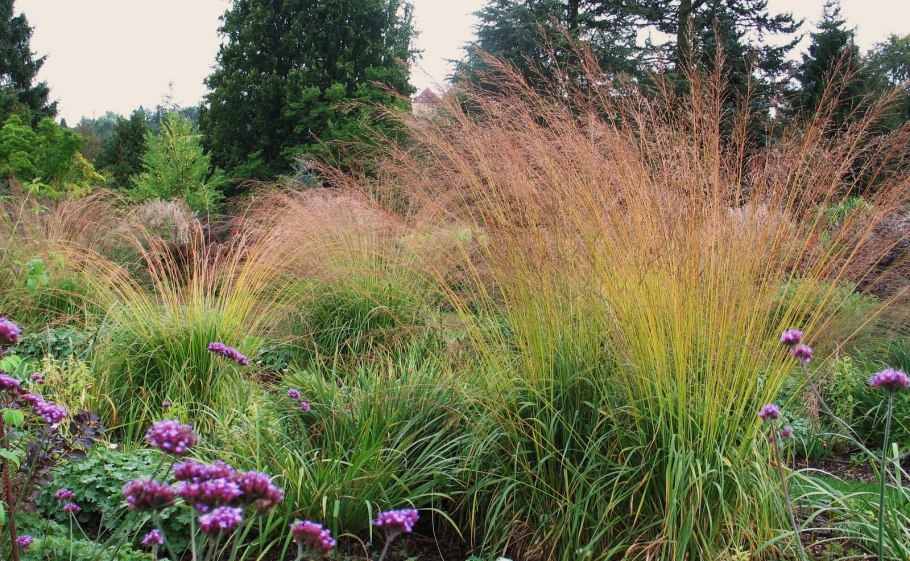 Молиния карл форстер