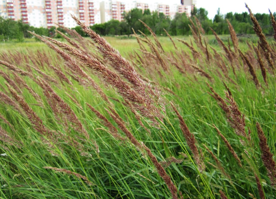 Calamagrostis epigeios вейник