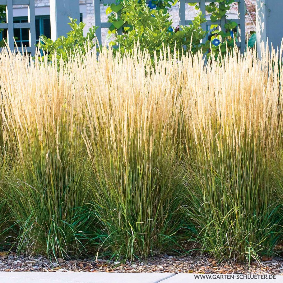 Вейник остроцветковый карл форстер