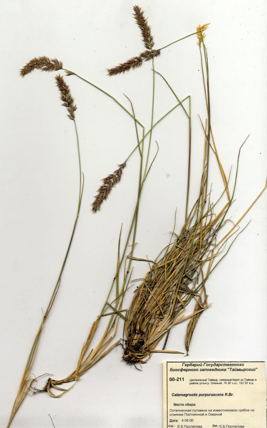 Calamagrostis purpurascens