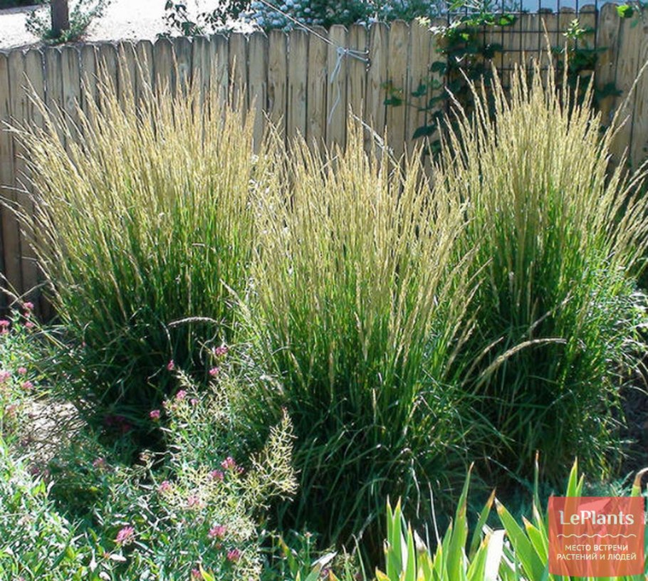 Вейник остроцветковый (calamagrostis acutiflora ‘avalanche’)