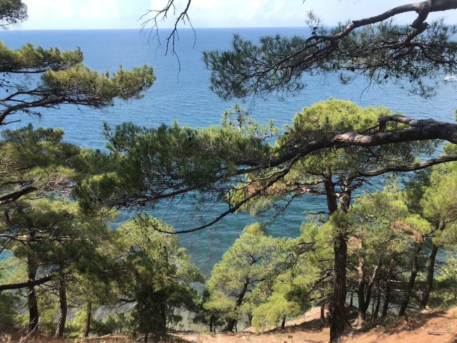 Реликтовая роща пицундской сосны Дивноморское