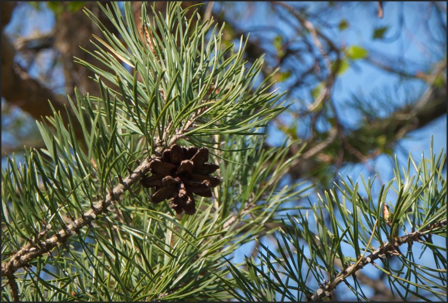 Сосна Pinus pityusa
