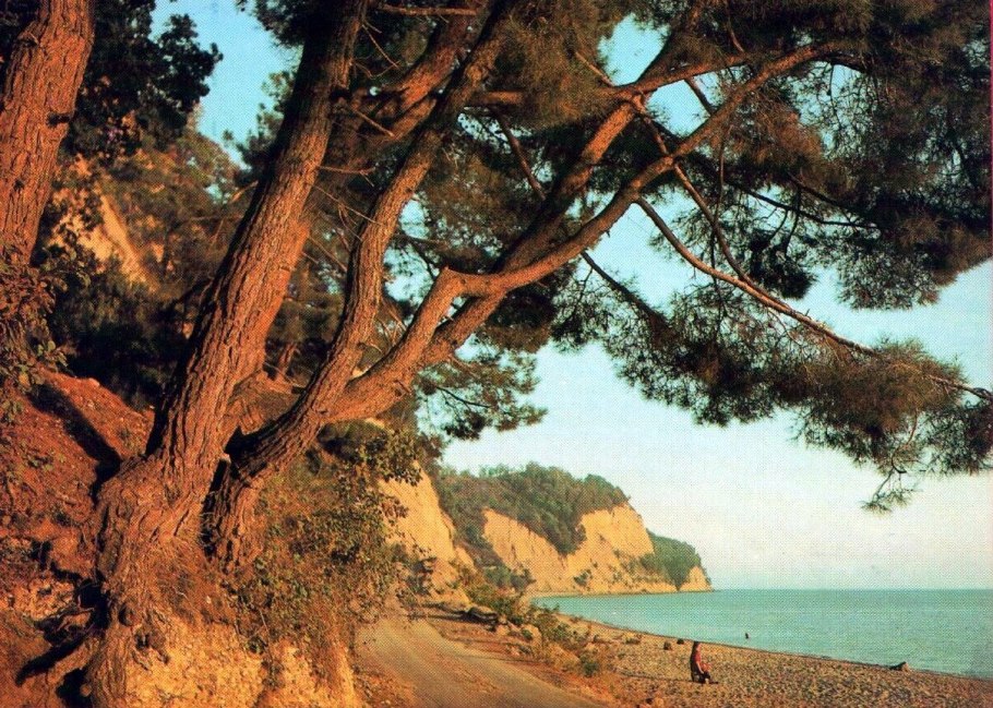 Джанхотский бор сосны пицундской геленджик