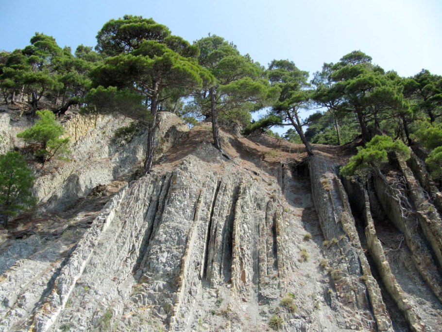 Бор реликтовой пицундской сосны геленджик