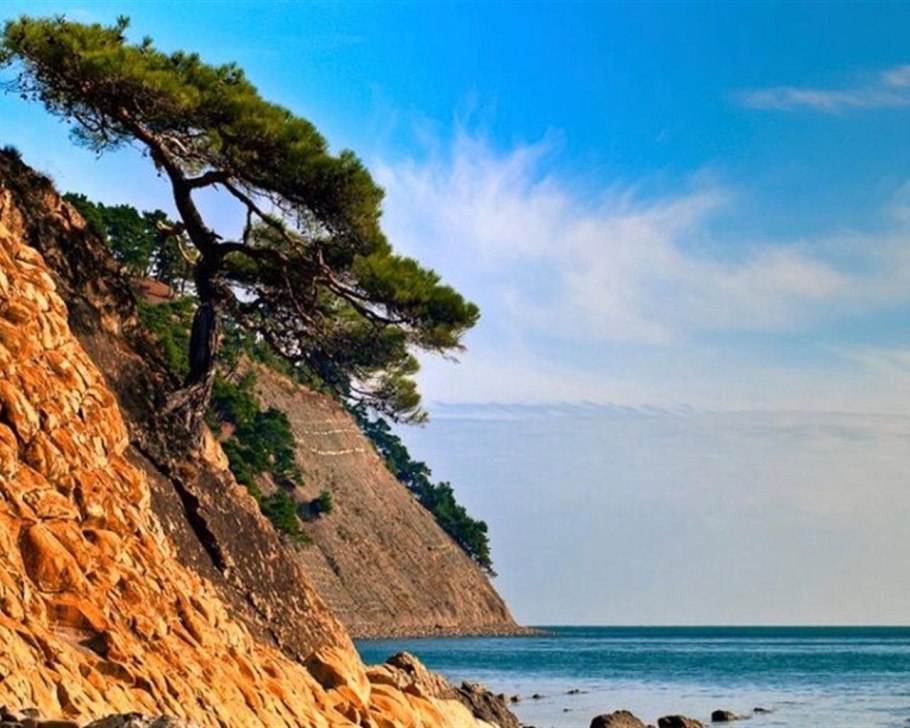 Бор пицундской сосны в Геленджике