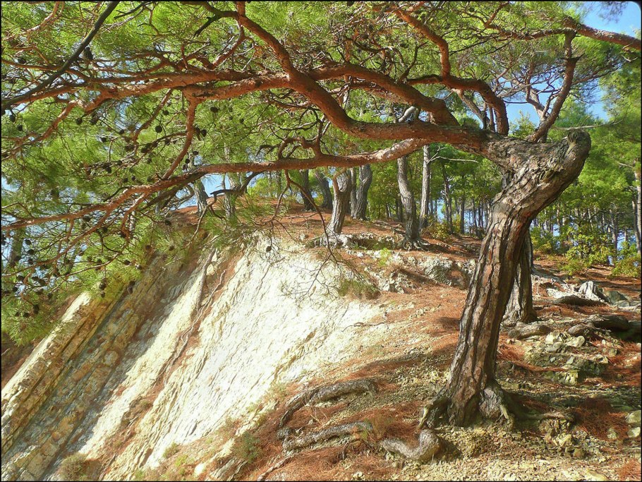 Джанхотский бор сосны пицундской геленджик