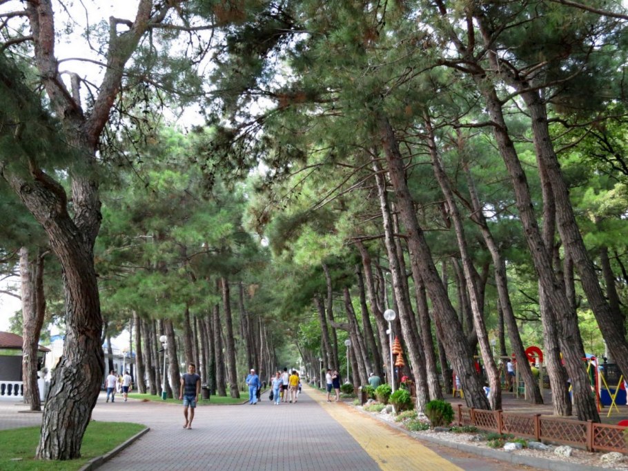 Пицундские сосны в Пицунде