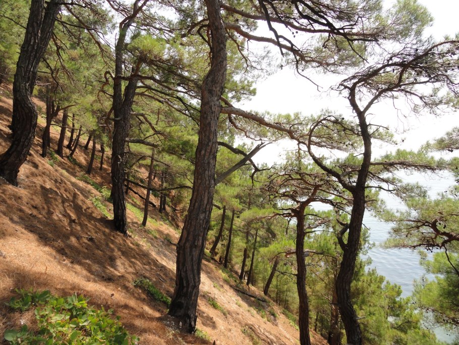 Пицундская сосна в Геленджике на набережной