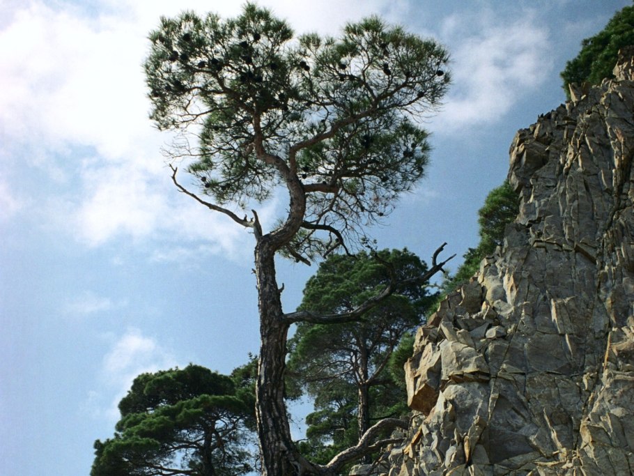 Сосна Pinus pityusa