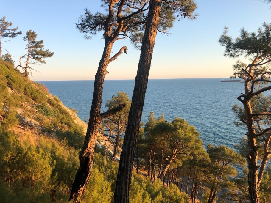 Пицундская сосна длиннохвойная