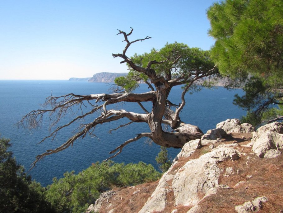 Бор реликтовой пицундской сосны Геленджик