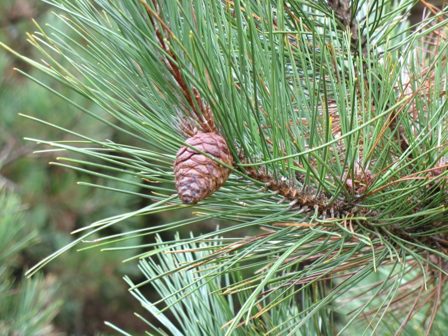 Pinus nigra subsp pallasiana
