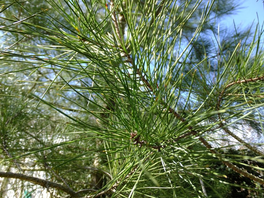 Пицундская сосна иголки