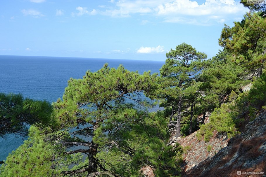 Джанхотский Бор пицундской сосны